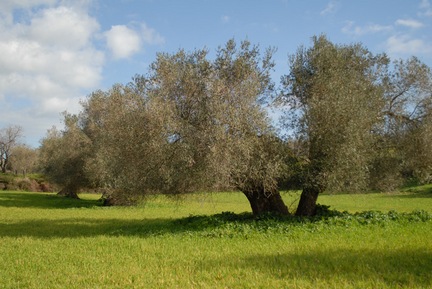 Sini